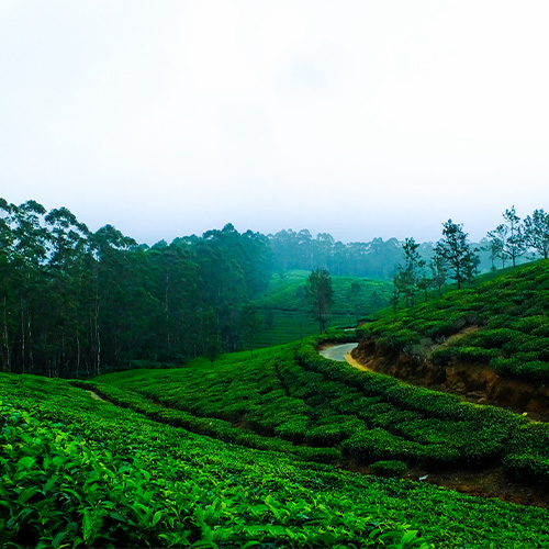 Wayanad